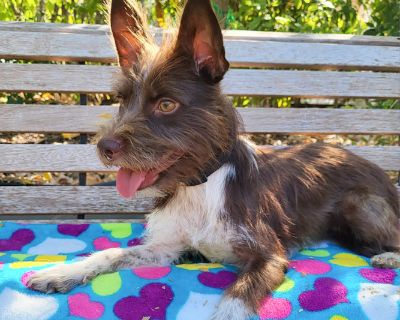 Tori - Cairn Terrier & Terrier Mix Female Dog for Adoption