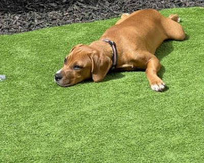 Annie AKA Layla - Beagle/Boxer Mix Female Puppy for Adoption