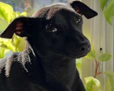 Griffin - Chihuahua/Terrier (Unknown Type, Small) Mix Male Dog for Adoption