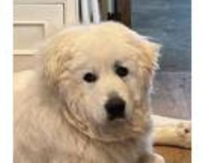 Adopt Clifford a Great Pyrenees