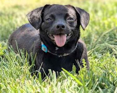 Mako - Chihuahua/Dachshund Mix Male Dog for Adoption