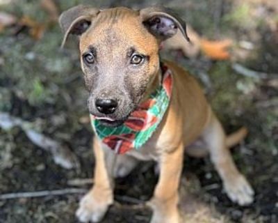 Noah Lyles - Pit Bull Terrier & Labrador Retriever Mix Male Puppy for Adoption