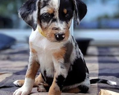 Pearl - Hound (Unknown Type)/Australian Cattle Dog Mix Female Puppy for Adoption