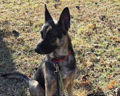 Amira - German Shepherd Dog Female Dog for Adoption