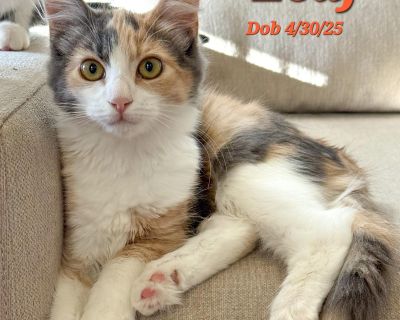 Leaf is curious cuddlebug. She ll quietly observe until she s sure you re cool, then reward you with soft purrs and snuggles. Great with respectful kids and dogs. If interested fill out an application, this can be found on our website https://www.ebarr.org Then email animalrescue@ebarr.org. Coat length Medium House-trained Yes Health Vaccinations up to date, spayed / neutered.. Young Female Med...