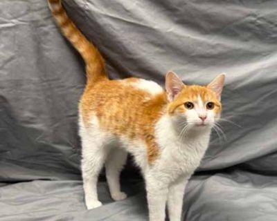 Breed Domestic Shorthair Color Orange or Red (Mostly) Age Adult Sex Female Pet ID 59739119 Hair Length short