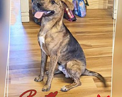 cachorros boxer plott hound mix