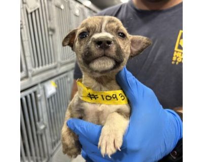 Bruiser - Boxer/Terrier (Unknown Type, Medium) Mix Male Puppy for Adoption