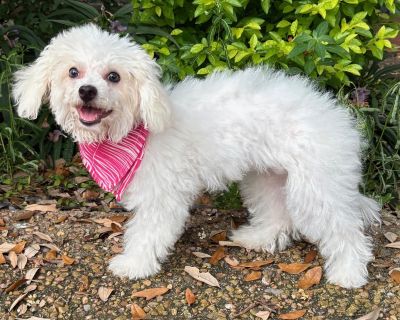 ANGELLE - SWEET GIRL! - Bichon Frise & Poodle Mix Female Dog for Adoption