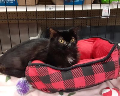 Venus - Domestic Medium Hair & Tuxedo Mix Female Cat for Adoption