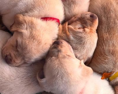 AKC Yellow Lab Puppies
