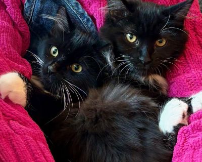 **Note: PetFinder sometimes has issues with delivering inquiries. If you do not hear from us within a couple days, please email us directly at stina.larson@gmail.com or skip sending an inquiry via PetFinder and email us directly.** Meet Ebony & Onyx! Ebony and Onyx are two beautiful sister kittens who are blossoming into the sweetest little companions. These girls were rescued from a rural area...