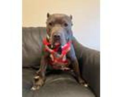 Adopt Clyde a Staffordshire Bull Terrier