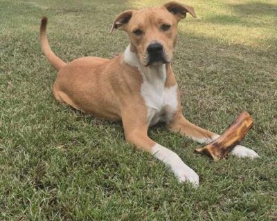 Young. Tan/yellow/fawn - with white. Vaccinated. Terrier mix Jack weighed 20.8 pounds and was guessed to be 14 weeks old when he was fully vetted on June 4, 2024. He now weighs approximately 60 pounds. We believe he is finished growing. He is very sweet and playful his foster mother tells us. Please send us your phone number so we can tell you more about Jack. August 4, 2025, 9:23 am Adoption p...