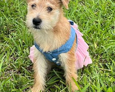 ANNA - Terrier (Unknown Type, Medium) Female Puppy for Adoption