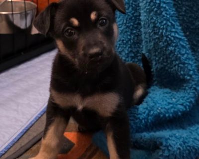 Our story started under a house - yep, just a bunch of tiny bottle babies with no mama in sight. Eight of us! Our amazing foster mamas swooped in to save the day (and gave up all their sleep in the process ). Back then, our markings made us look like little Shepherd mixes, but as we grew and more of our personality came out, our mamas got intrigued. So, the DNA tests are in the mail, and we'll ...