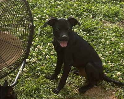 Ford - Male Puppy Miniature Pinscher / Rat Terrier for Adoption