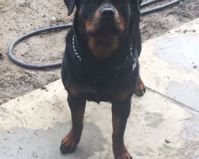 Rottweiler Puppies