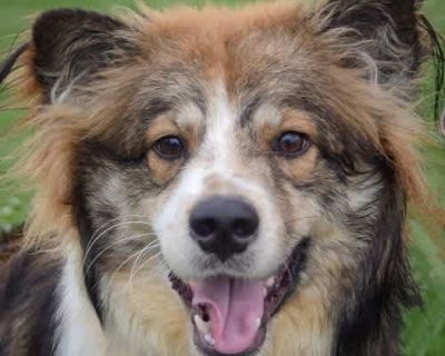 Natalie - Border Collie/Australian Shepherd Mix Female Dog for Adoption