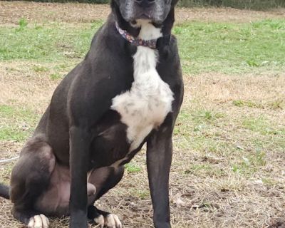 Zed - Hound Mix Male Dog for Adoption