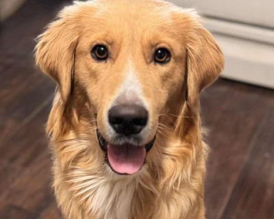 HOUSTON WE HAVE A PROBLEM! Hi there, I'm Houston. The only problem here is that I don't know my size which makes me the biggest klutz ball! I maybe big in size but don't let it fool you because I'm truly the sweetest and most chill boy. I LOVE getting my chest and belly rubbed!! I'll sneakily plop on you just to get cuddles too! I find comfort in sleeping on my foster parent's bed, even if I do...