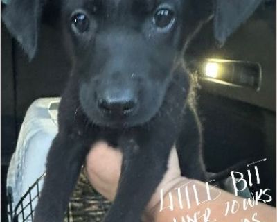Little Bit - Female Puppy Lab mix for Adoption