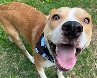 Larry - American Staffordshire Terrier/American Pit Bull Terrier Mix Male Dog for Adoption