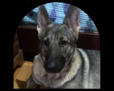 El Canino tra1nerrr