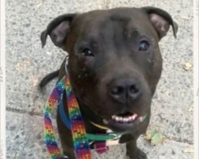 CHANCE - NYC ResQ Dog - Male Puppy Pit Bull / Boxer for Adoption