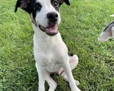 Dimples - Pointer/American Bulldog Mix Male Puppy for Adoption