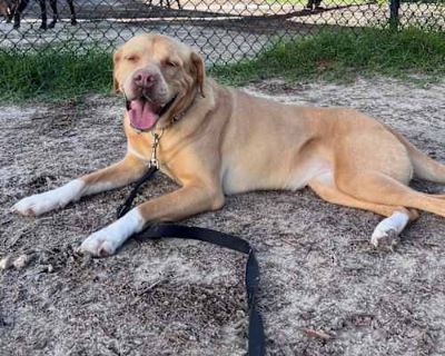 Sunshine - Mixed Breed (Large) Female Dog for Adoption