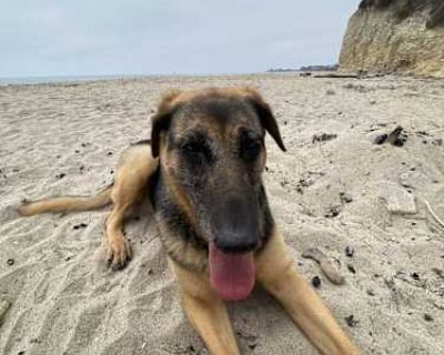 Jade - German Shepherd Dog/Labrador Retriever Mix Female Dog for Adoption
