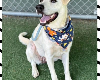 BLUEY - Labrador Retriever Female Dog for Adoption