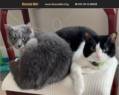 Two bonded female cats named Bambi and Mimi very calm quiet cats stays together at all times and loves people