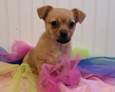 Posy - Chihuahua/Pug Mix Female Puppy for Adoption