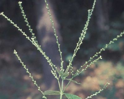 White Vervain (Verbena Urticifolia)
