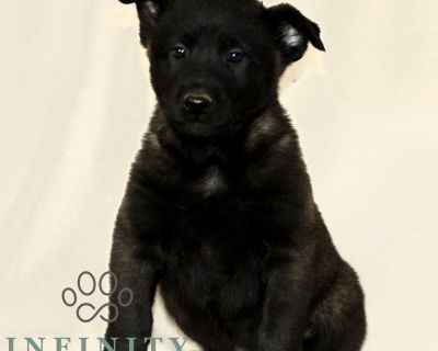 DOB: 9/23/25. Ready to go home: 11/18/25. This sweet CKC Belgian Malinois puppy is looking for a great FURever home! Intelligent, loyal and energetic this puppy is sure to be a fun and active part of your daily life. Comes with a 1 year Genetic Health Guarantee, up-to-date with Vaccinations and Deworming and a Vet issued Health Certificate. Call or Text Jonathan Jr for more information. Deliver...