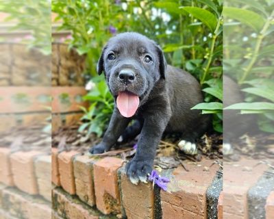 Giselle - Cane Corso Female Puppy for Sale