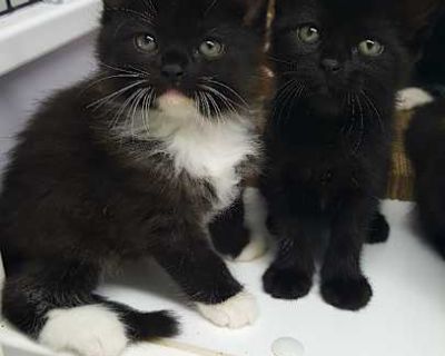 Oscar & Jett - Domestic Mediumhair Male Cat for Adoption