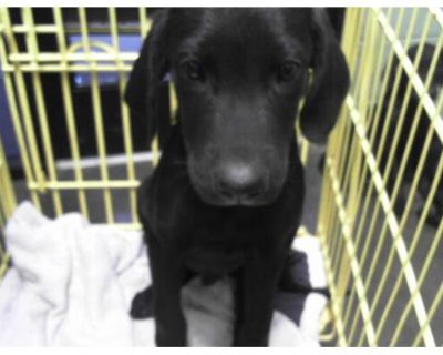 CRUNCH BAR - Labrador Retriever Male Puppy for Adoption