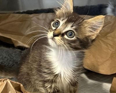 Breed: Domestic Longhair * Age: 0 Years, 2 Months * Sex: Male * Color: Brown * Spayed/Neutered: No * Declawed: No * Location: Brandywine Valley SPCA - Pennsylvania * Secondary Location: WC - Kitty City * Stage: Ready for Surgery - Available *. Pennsylvania's first no kill, open admission shelter,the BVSPCA puts the "human" back in humane animal treatment.