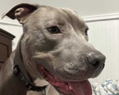 Dexter - American Pit Bull Terrier Male Dog for Adoption