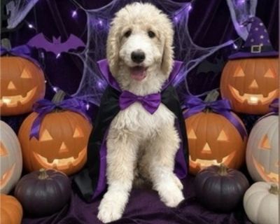 4 Months Old * Size at Maturity: Large * Availability Date: 08/18/2025 * Shipping Area: Pick Up Only * Payment Method: Paypal, Cash *. F1B Standard Bernedoodle Puppies Available! These puppies are the ideal blend of intelligence, affection, and playful energy. ***Pet Only | Local Pickup Only ***Payment Methods: Cash, PayPal, or Bank Wire Transfer ONLY What's Included: 18-Month Health Guarantee ...