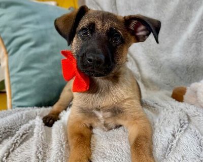 This cutie is Bingo Nina. He is currently 2 1/2 months old and weighs approximately 9 pounds. We think they may be a German Shepherd / Labrador Retriever mix*, but with rescue its a guess! What matters most is that they are adorable and are one the MOST desperate in the entire US based on statistics for where this puppy is from. Shelters in this area are having to euthanize puppies. So, this pu...