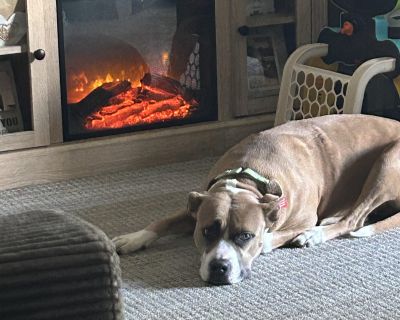 RORY (Loyal - Boxer & Pit Bull Terrier Mix Female Dog for Adoption