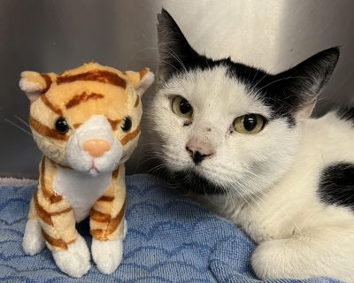 Winter is a 4 years old female Domestic Shorthair/Mix cat who weighs 7 pounds. Meet Winter 4 Years Old - Spayed Female Adoption Fee: $145 Winter arrived with her buddy Mittens after their family welcomed newborn twins and could no longer care for them. She's a soft-spoken, sweet girl who has been through a lot of change recently, but she's on the mend and feeling better every day thanks to the ...