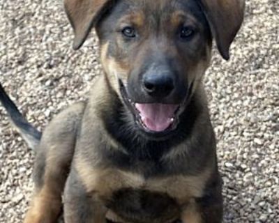 Aston - German Shepherd Dog Male Puppy for Adoption