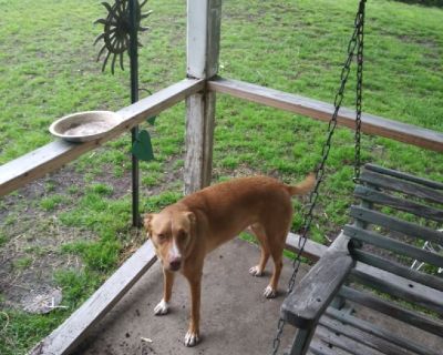 Family Dog