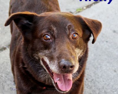 Ricky - Labrador Retriever Mix Male Dog for Adoption