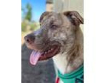 Adopt Ocean a Pit Bull Terrier, Mixed Breed